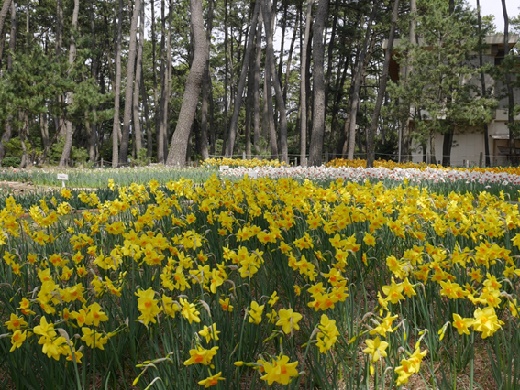 Western daffodils